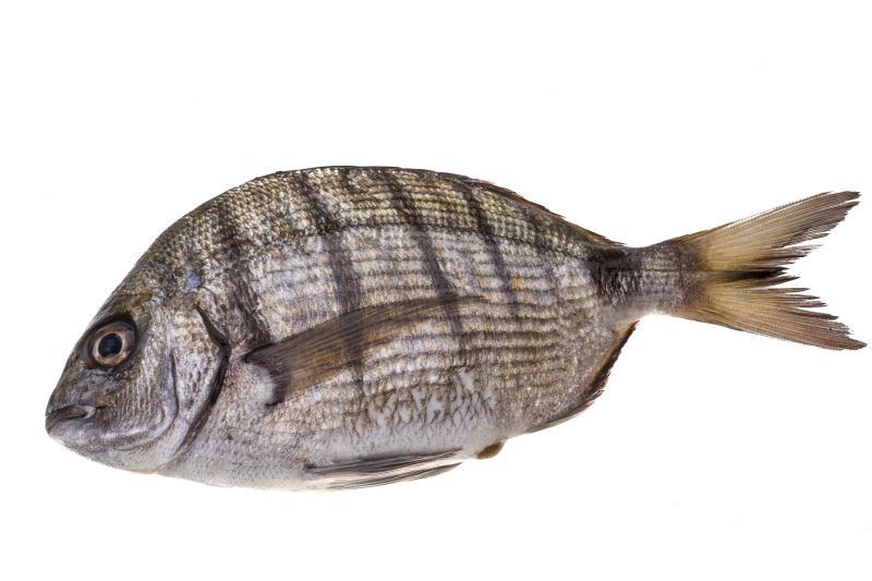 Sargo (Diplodus spp) pescado fresco del dia pesca artesanal Galicia Rias Baixas producto local de proximidad a domicilio