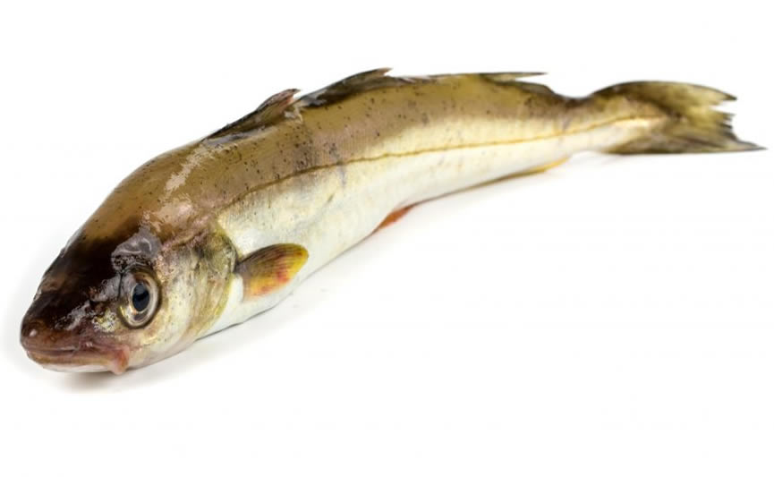 Abadejo (Pollachius pollachius) pescado fresco del dia pesca artesanal Galicia Rias Baixas producto de proximidad a domicilio