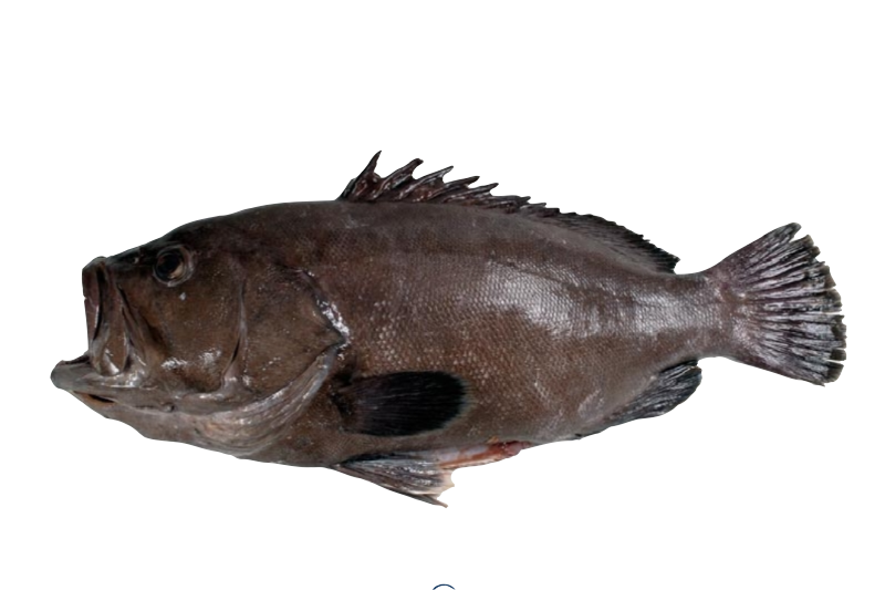 Mero (Polyprion americanus) pescado local fresco del dia artesanal Galicia Rias Baixas producto de proximidad a domicilio